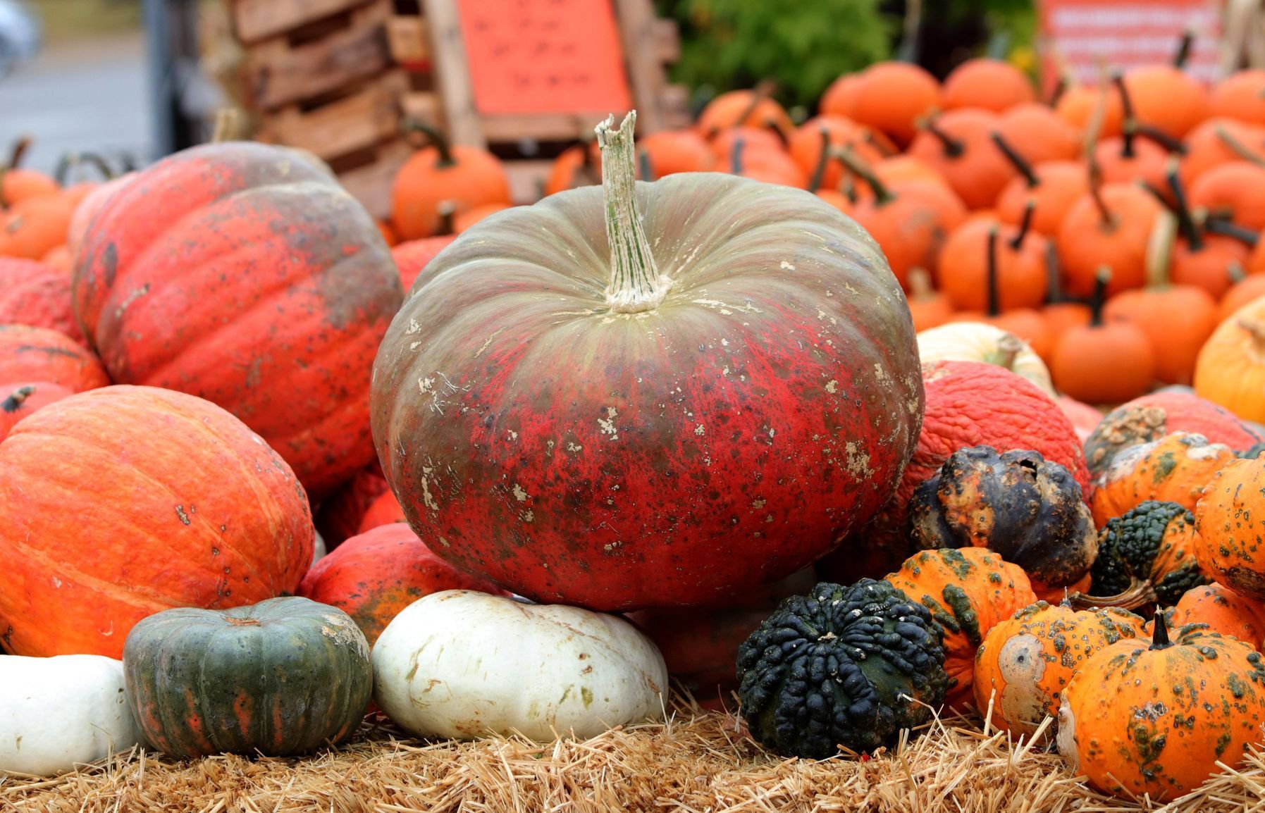 Kirkwood Farmers Market pumpkins